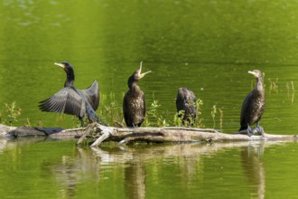 Three cormorants stretching their wings on a tree trunk over calm water, Cormorant, (Phalacrocorax