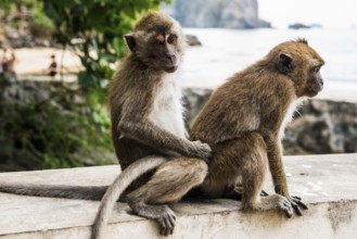 Monkeys on the beach, macaques, Ao Nang Beach, Ao Nang, Krabi, Thailand