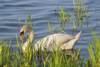 A Mute Swan (Cygnus olor) swimming on the shore of the Steinhuder Meer, animal photo, bird, bird