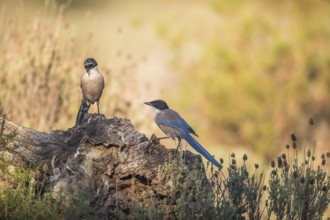 Blue magpie (Cyanopica cooki), Extremadura, Castilla La Mancha, Spain