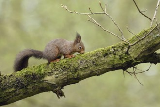 High up in the tree... Squirrel (Sciurus vulgaris) foraging in an old oak tree, in typical