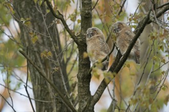 Tawny Owl, Owls (Strix aluco), two young fledglings, moulting adolescents, perched high up in a