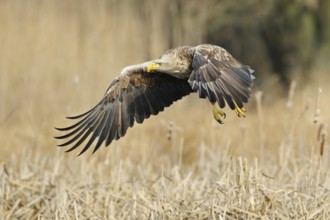 Flying into the reeds... White-tailed eagle (Haliaeetus albicilla) in flight, mighty adult eagle,