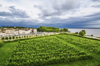 Grape field in Blaye, Blaye, Gironde Estuary, France