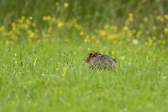 European hare (Lepus europaeus), Vulkaneifel, Rhineland-Palatinate, Germany