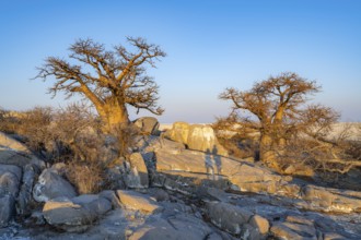 African baobab (Adansonia digitata), two trees between round rocks in the evening light, Kubu