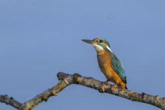 Common Kingfisher (Alcedo atthis) female perched on a branch, Mecklenburg-Western Pomerania,