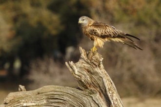 Red Kite (Milvus milvus), perched on a branch, Catile and Leon, Spain
