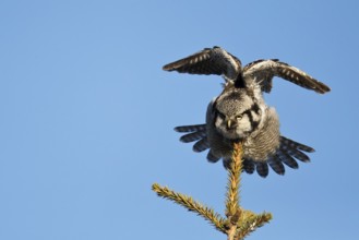 Northern Hawk-Owl (Surnia ulula), Saxony, Germany