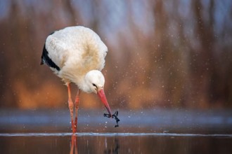 White Stork (Ciconia ciconia) foraging, Kiskunsag National Park, Hungary