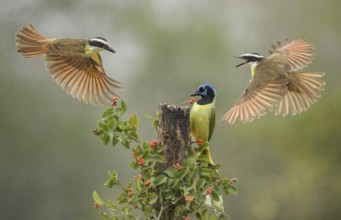 Great Kiskadee & Green Jay (Pitangus sulphuratus & Cyanocorax luxuosus) wrangling, Texas, USA