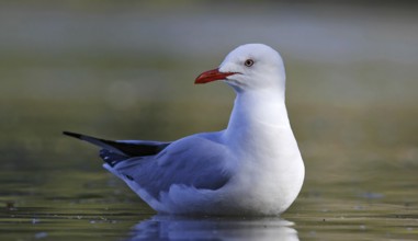 Silver Gull (Chroicocephalus novaehollandiae), New South Wales, Australia