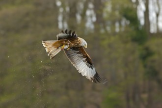 Rotmilan, lat. Milvus milvus, Altvogel im Flug mit von der Wasseroberfläche aufgegriffenem Fisch