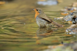 European Robin (Erithacus rubecula) at a waterhole, Andalusia, Spain