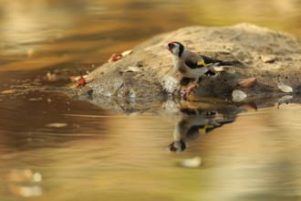European Goldfinch (Carduelis carduelis) at waterhole, Andalusia, Spain
