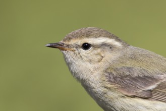 Humes Leaf Warbler - Tienschan-Laubsänger - Phyllsocopus humei ssp. humei, Kyrgyzstan