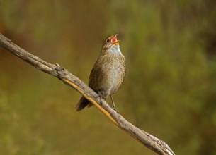Eastern Bristlebird (Dasyornis brachypterus) singing, New South Wales, Australia
