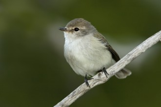 Lemon-bellied Flyrobin (Microeca flavigaster tormenti), Western Australia, Australia