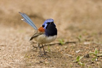 Blue-breasted Fairywren (Malurus pulcherrimus) male, Western Australia, Australia