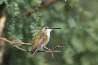 Rufous Hummingbird Selasphorus rufus Sierra Vista, Cochise County, ARIZONA, United States 23 August
