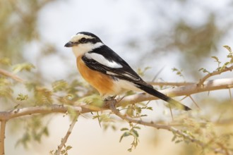 Maskenwürger, Masked Shrike, Lanius nubicus, Pie-grièche masquée, Alcaudón Núbico