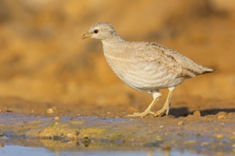 Arabisches Wüstenhuhn, Sand Partridge, Ammoperdix heyi, Perdrix de Hey, Perdiz Desértica