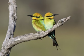 Rainbow Bee-eater (Merops ornatus) pair perched on a branch, South Australia, Australia