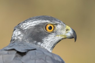 Havik, northern goshawk, Accipiter gentilis