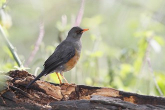 Africa, Kenya, Lake Baringo and Nairobi NP