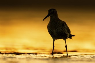 Dunlin (Calidris alpina), Asturias, Spain