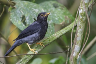 Yellow-legged Thrush (Turdus flavipes) perched on a branch in the Atlantic rainforest of southeast