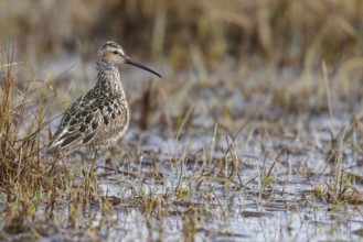 Stilt Sandpiper (Calidris himantopus) on the tundra near Churchill, Manitoba, Canada