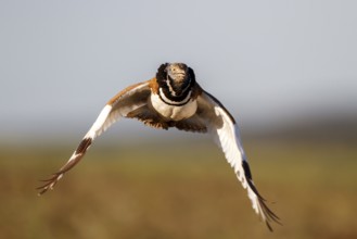Little Bustard (Tetrax tetrax) male flying, Castile-La Mancha, Spain