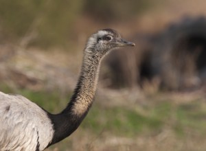 Greater Rhea (Rhea americana), Corrientes, Argentina
