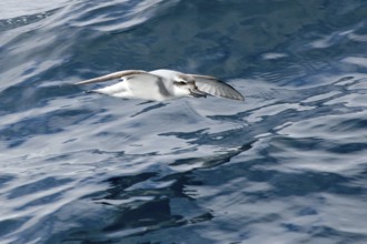 Broad-billed Prion (Pachyptila vittata) flying, South Pacific Ocean, New Zealand