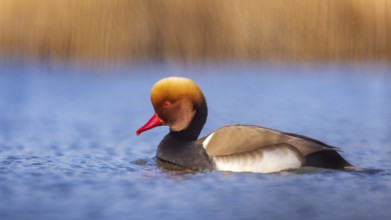 Red-crested Pochard (Netta rufina) male, Saxony-Anhalt, Germany