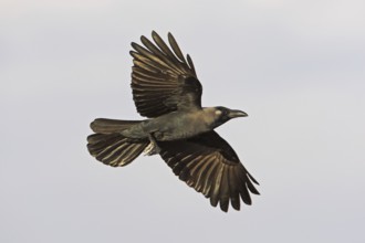 House Crow (Corvus splendens) flying, Oman