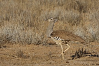 Kori Bustard (Ardeotis kori), Northern Cape, South Africa