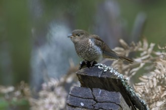 Fan-tailed Cuckoo (Cacomantis flabelliformis) juvenile, Victoria, Australia