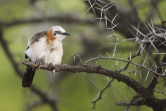 Bare-cheeked Babbler (Turdoides gymnogenys), Namibia