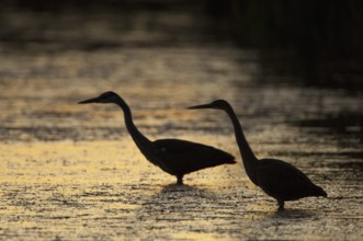 Purple Heron (Ardea purpurea), France