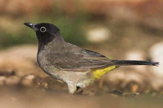 White-spectacled Bulbul (Pycnonotus xanthopygos), Oman