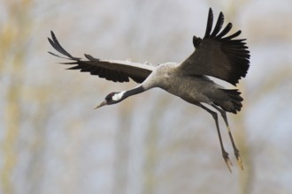Common Crane (Grus grus) flying, Mecklenburg-Western Pomerania, Germany