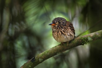 White-chested puffbird, Malacoptila fusca, bird in the nature forest habitat, Sumaco, Ecuador.