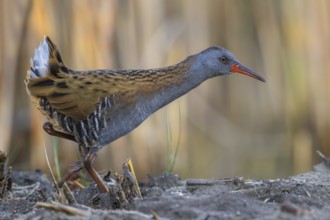 Water Rail (Rallus aquaticus) foraging, Saxony-Anhalt, Germany