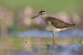 Wood Sandpiper (Tringa glareola) foraging, Poland