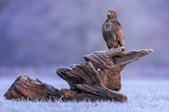 Common Buzzard (Buteo buteo) perched on a stump, Saxony-Anhalt, Germany