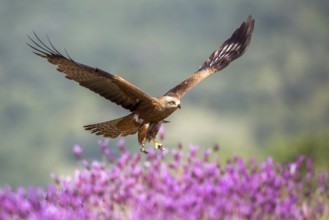 Black Kite (Milvus migrans) flying, Madrid, Spain