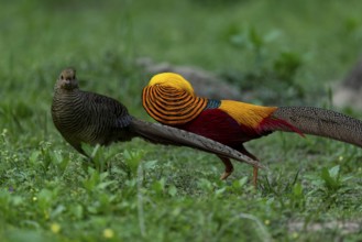 Golden Pheasant (Chrysolophus pictus) pair perched on the ground, Shanxi, China