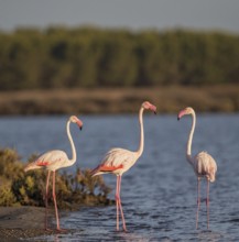 Greater Flamingo (Phoenicopterus roseus), Sardinia, Italy
